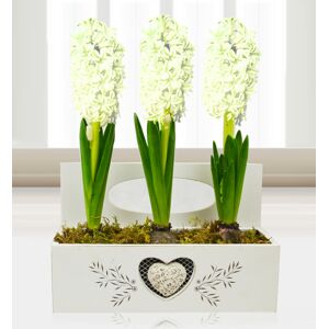 Prestige Flowers Christmas Hyacinth Trio - Free Chocs