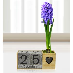 Prestige Flowers Festive Hyacinth  - Free Chocs