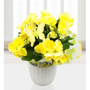 Prestige Flowers Begonias and Butterfly - Free Chocs