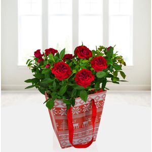 Prestige Flowers Potted Rose  - Free Chocs