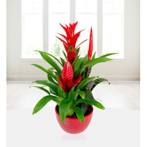 Prestige Flowers Christmas Bromelia - Free Chocs