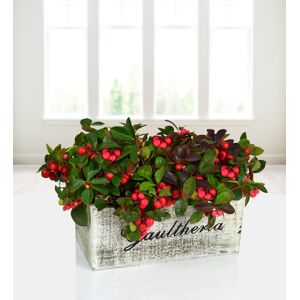 Prestige Flowers Red Berry Trough - Free Chocs