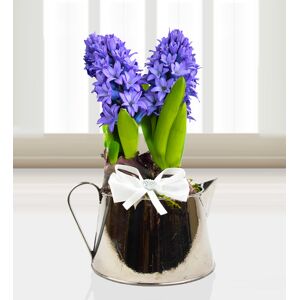 Prestige Flowers Jug of Hyacinths - Free Chocs