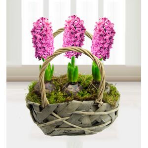 Prestige Flowers Traditional Hyacinths  - Free Chocs