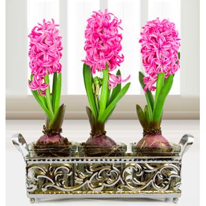 Prestige Flowers Trio Ornate Hyacinths - Free Chocs