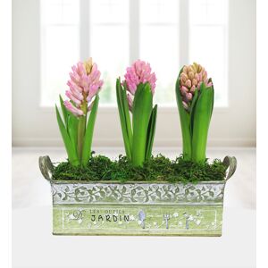 Prestige Flowers Fragrant Hyacinths - Free Chocs