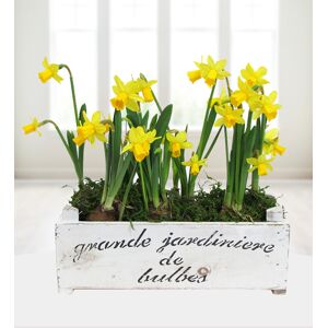 Prestige Flowers Grande Daffodils  - Free Chocs