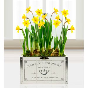 Prestige Flowers Mother's Day Daffodils - Free Chocs