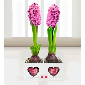 Prestige Flowers Mother's Day Hyacinth - Free Chocs