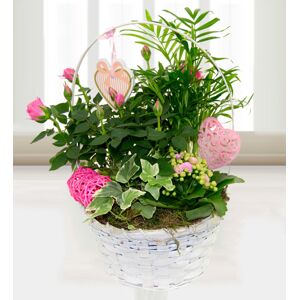 Prestige Flowers Mums Flower Basket - Free Chocs