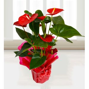 Prestige Flowers Anthurium Attraction - Free Chocs