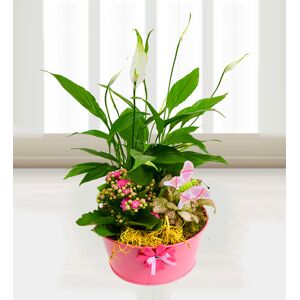 Prestige Flowers Sweet Lily Garden - Free Chocs