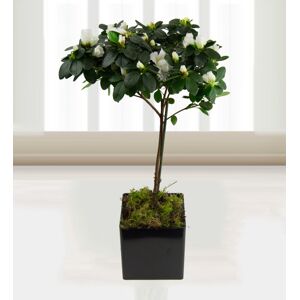 Prestige Flowers Azalea Topiary  - Free Chocs