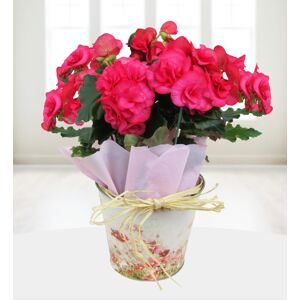 Prestige Flowers Beautiful Begonias - Free Chocs