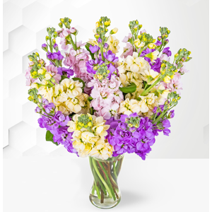 Prestige Flowers Mixed Stocks - Stocks Bouquet - Flower Delivery - Flowers - Flowers By Post - Send Flowers