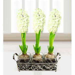 Prestige Flowers Trio of Hyacinths - Free Chocs