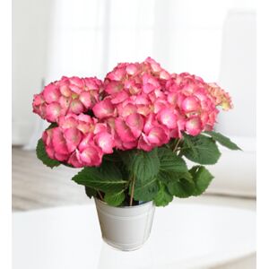 Prestige Flowers Southern Asian Hydrangea - Free Chocs