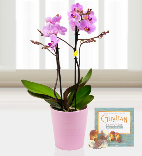 Prestige Flowers Twin Phalaenopsis Orchids - Free Chocs