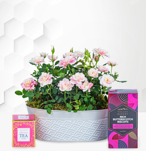 Prestige Flowers Spring Roses Gift