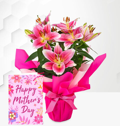 Prestige Flowers Oriental Lily with Card