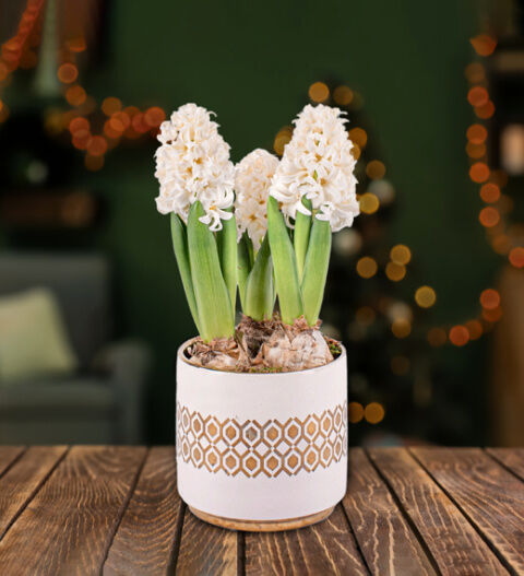 Prestige Flowers White Christmas Hyacinths - Christmas Indoor Plants - Christmas Indoor Plant Delivery - Christmas Plant Delivery  - Free Chocs