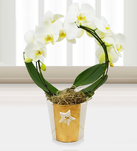 Prestige Flowers Holiday Orchids - Free Chocs