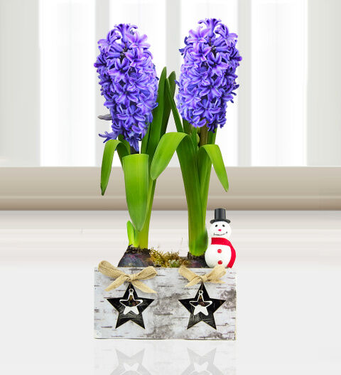 Prestige Flowers Festive Hyacinth Duo - Free Chocs