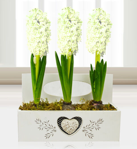 Prestige Flowers Christmas Hyacinth Trio - Free Chocs