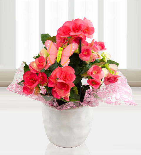 Prestige Flowers Beautiful Begonias - Free Chocs