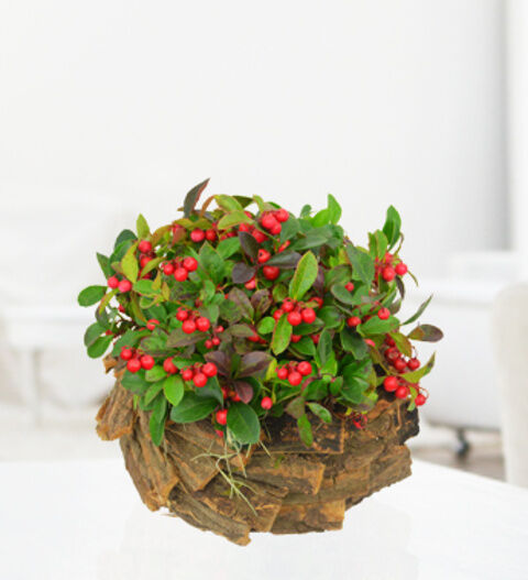 Prestige Flowers Rustic Red Berry Display - Free Chocs