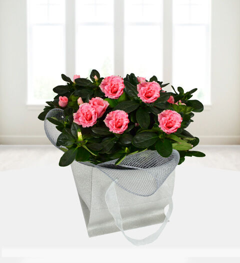 Prestige Flowers luxury Azaleas  - Free Chocs