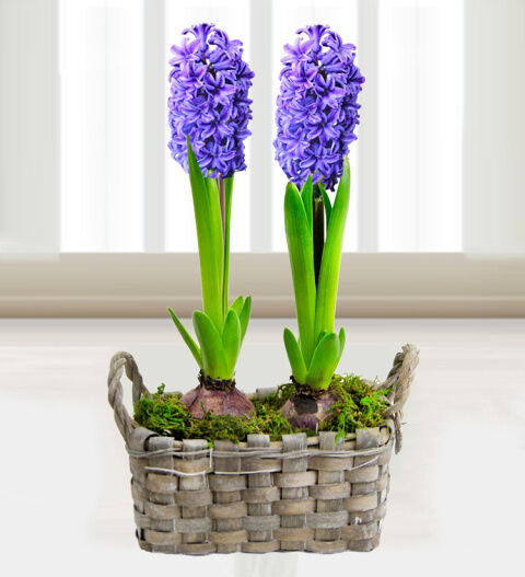 Prestige Flowers Hyacinth Basket - Free Chocs