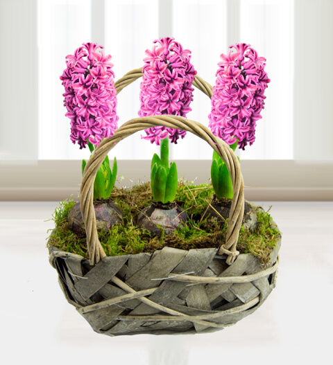 Prestige Flowers Traditional Hyacinths  - Free Chocs