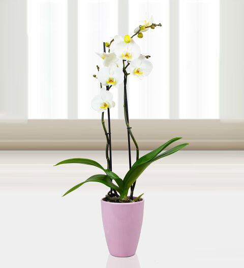 Prestige Flowers Phalaenopsis Bristol