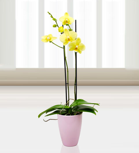 Prestige Flowers Phalaenopsis Alassio