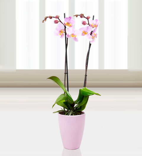 Prestige Flowers Phalaenopsis Salinas