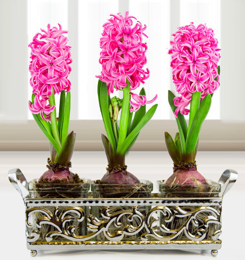 Prestige Flowers Trio Ornate Hyacinths - Free Chocs