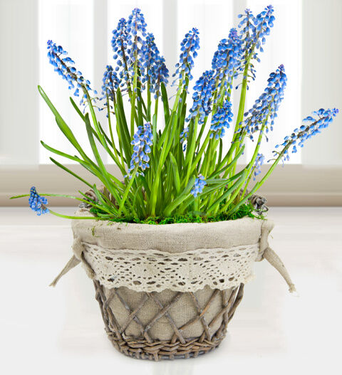 Prestige Flowers Muscari Basket - Free Chocs
