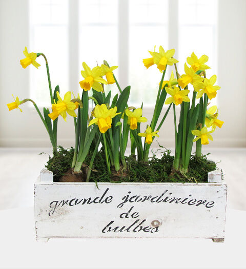 Prestige Flowers Grande Daffodils  - Free Chocs