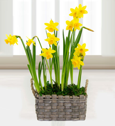 Prestige Flowers Spring Daffodil Basket - Free Chocs