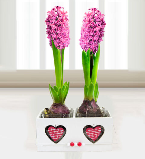 Prestige Flowers Mother's Day Hyacinth - Free Chocs