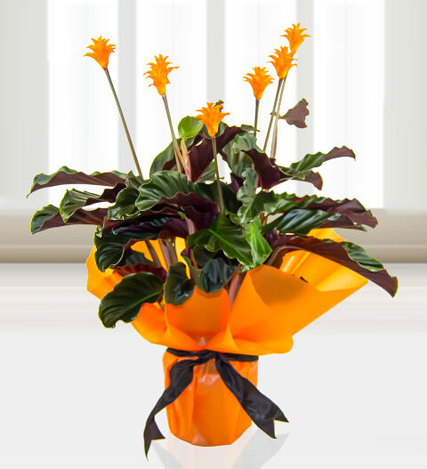 Prestige Flowers Calathea Celebration  - Free Chocs