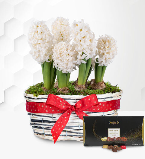 Prestige Flowers Winter Hyacinth Basket with Luxury Chocs