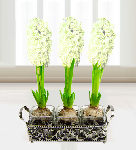 Prestige Flowers Trio of Hyacinths - Free Chocs