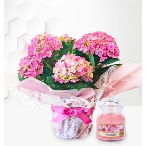 Prestige Flowers Heavenly Hydrangea Gift