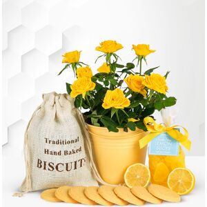 Prestige Flowers Lemon Rose Gift - Yellow Rose Plant - Plant Delivery - Indoor Plants - Plant Gifts - Rose Plants