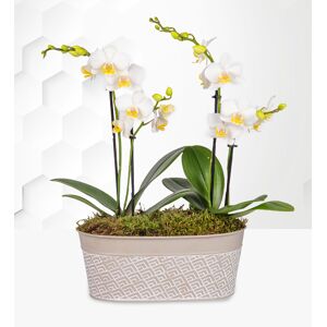 Prestige Flowers Lavishly Luxury Orchid