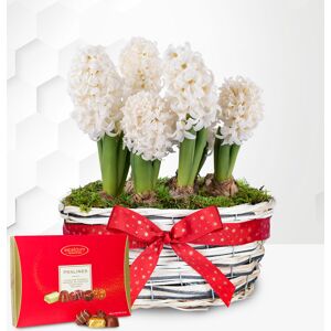 Prestige Flowers Winter Hyacinth Basket with Chocolates