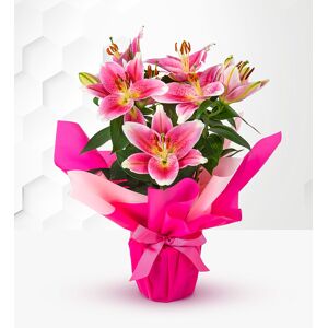 Prestige Flowers Oriental Lily