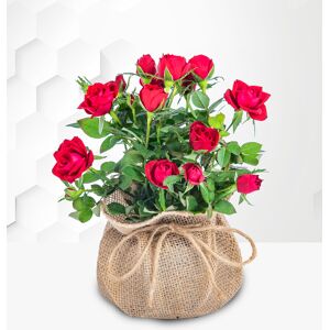 Prestige Flowers Radiant Spring Roses